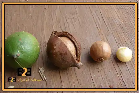 فندق ماکادمیا گرمی + ویژه پخش عمده مواد غذایی