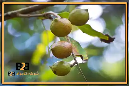 سفارش فندق ماکادمیا + ثبت سفارش عمده در کمترین زمان