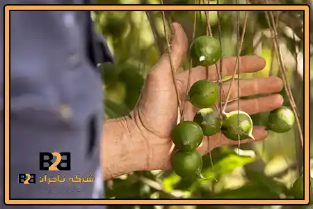 عمده فروشی فندق ماکادمیا + خرید باور نکردنی