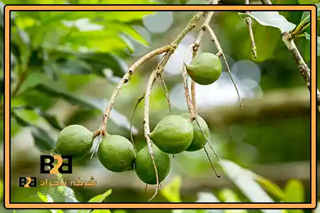 آجیل ماکادمیا قیمت + کیفیت صادراتی
