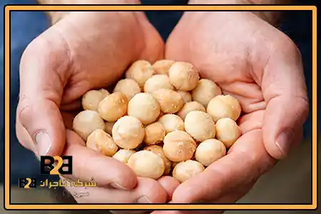ماکادمیا پروتئین + بسته بندی صادراتی
