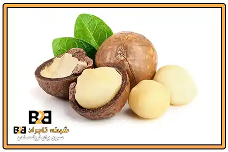 ماکادمیا درخت + قیمت رقابتی