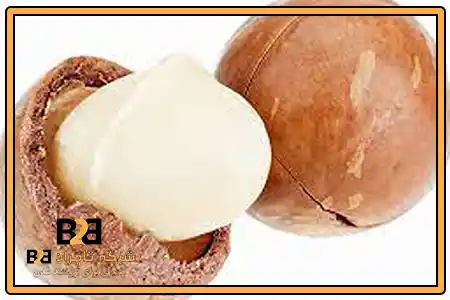 ماکادمیا کیلو چند + قیمت مناسب برای خرید انبوه