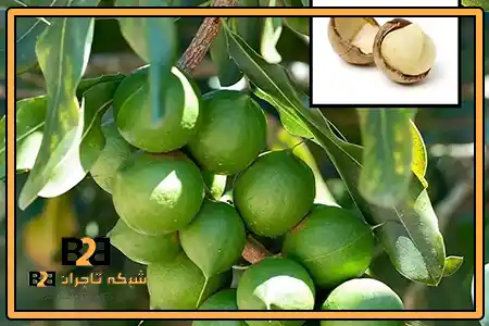 ماکادمیا روی درخت + مناسب توزیع کنندگان