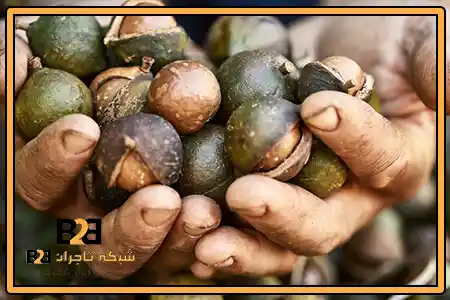 ماکادمیا در مشهد + قیمت عمده ویژه مشتریان دائمی