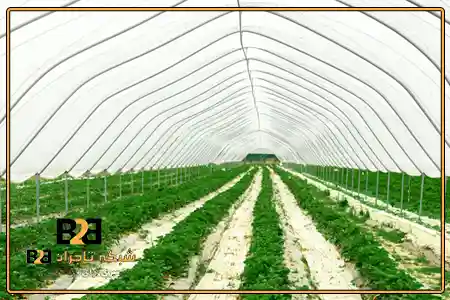 پلاستیک گلخانه بازدهی + خرید راحت