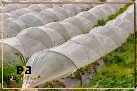 پلاستیک گلخانه طول عمر + خرید عمده ارزان