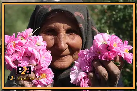 گلاب لاکچری ربیع + فروش روز