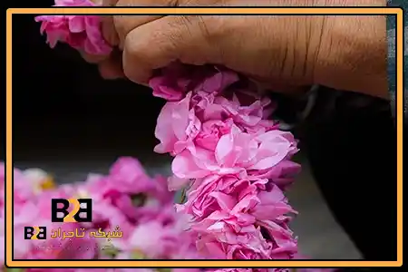 گلاب عقیق + حاشیه سود بالا در فروش عمده