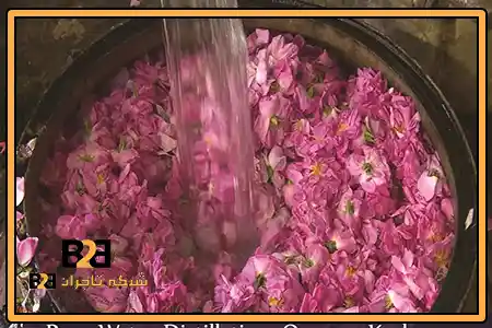 گلاب 444 + خرید راحت