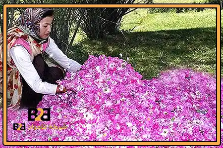 گلاب ذاکری + مناسب توزیع کنندگان