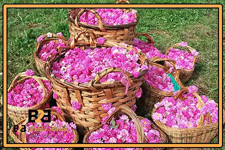 خرید گلاب گلابستان + قیمت به صرفه