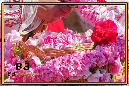 گلاب گیری میمند 1403 + قیمت همکاری