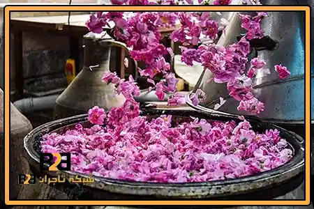 گلاب طلا ربیع + قیمت استثنائی